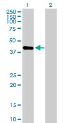 Western Blot: PRR11 Antibody [H00055771-B01P]