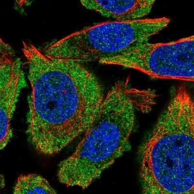 Immunocytochemistry/ Immunofluorescence: PRR12 Antibody [NBP1-93595]