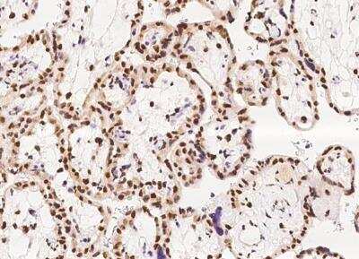 Immunohistochemistry-Paraffin: PRR12 Antibody [NBP3-06355]