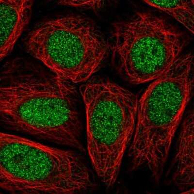 Immunocytochemistry/ Immunofluorescence: PRR14L Antibody [NBP2-38968]