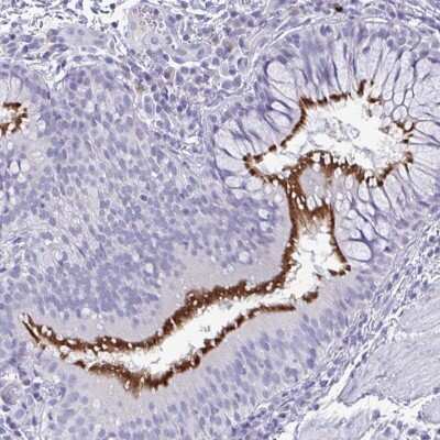 Immunohistochemistry: PRR24 Antibody [NBP2-38038]