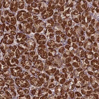 Immunohistochemistry-Paraffin: PRR25 Antibody [NBP2-14526]