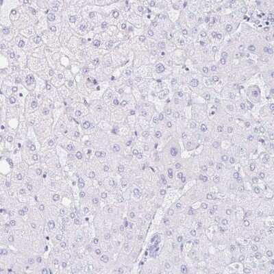 Immunohistochemistry-Paraffin: PRR4 Antibody [NBP1-81289]