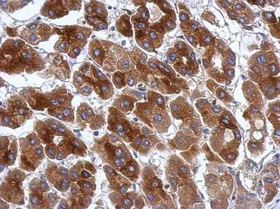 Immunohistochemistry-Paraffin: PRR5 Antibody [NBP2-19968]