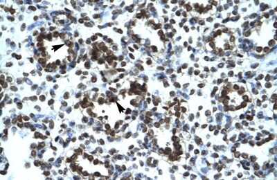 Immunohistochemistry: PRR7 Antibody [NBP2-85538]