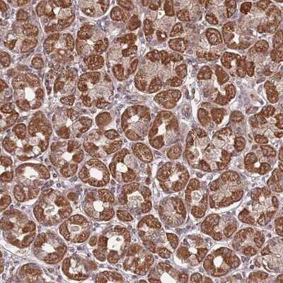 Immunohistochemistry-Paraffin: PRR7 Antibody [NBP2-13815]