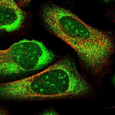 Immunocytochemistry/ Immunofluorescence: PRRC2C Antibody [NBP1-88702]