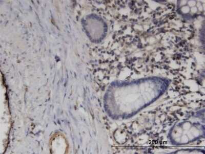 Immunohistochemistry-Paraffin: PRRG1 Antibody (1C7) [H00005638-M05]