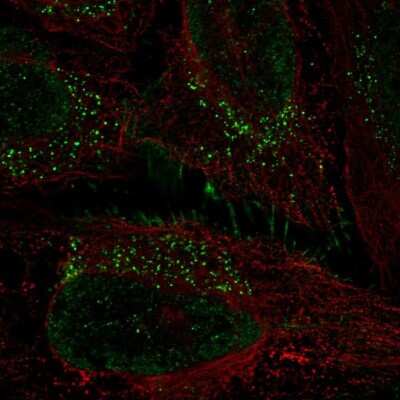 Immunocytochemistry/ Immunofluorescence: PRRG1 Antibody [NBP2-58863]