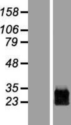 Western Blot: PRRG1 Overexpression Lysate [NBL1-14837]