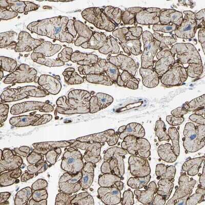 Immunohistochemistry-Paraffin: PRRG2 Antibody [NBP1-87229]