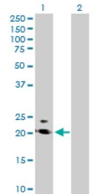 Western Blot: PRRG2 Antibody [H00005639-B01P]