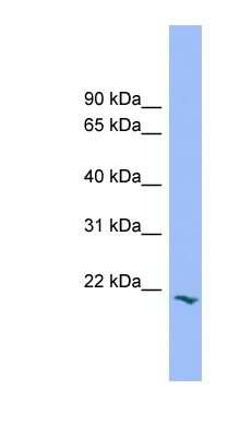 Western Blot: PRRG2 Antibody [NBP1-57017]