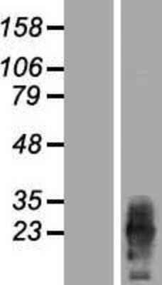 Western Blot: PRRG2 Overexpression Lysate [NBP2-08991]