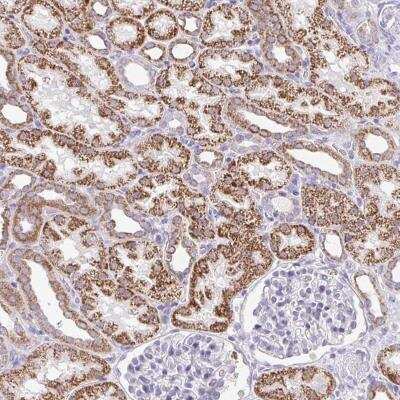 Immunohistochemistry-Paraffin: PRRG3 Antibody [NBP2-31832]