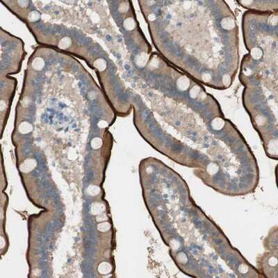 Immunohistochemistry-Paraffin: PRRG4 Antibody [NBP1-80673]