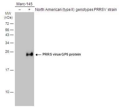 Western Blot: PRRSV GP5 Antibody [NBP3-12883]