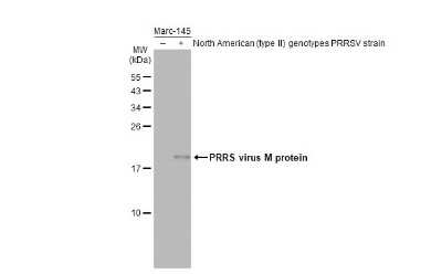 Western Blot: PRRSV M Protein Antibody (GT1911) [NBP3-13629]