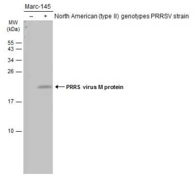 Western Blot: PRRSV M Protein Antibody [NBP3-12884]