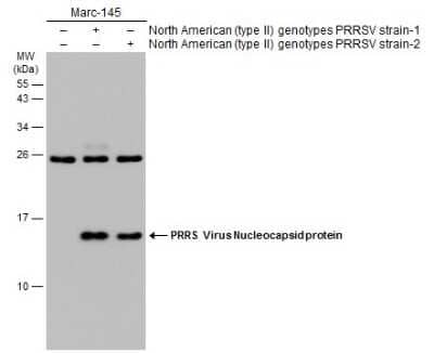 Western Blot: PRRSV Nucleocapsid Antibody [NBP3-12889]
