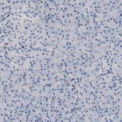 Immunohistochemistry-Paraffin: PRRT2 Antibody [NBP1-84168]