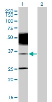 Western Blot: PRRT2 Antibody [H00112476-B01P]