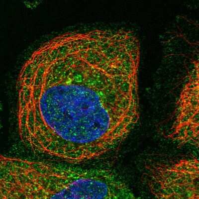 Immunocytochemistry/ Immunofluorescence: PRRT3 Antibody [NBP1-93853]