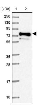 Western Blot: PRRT4 Antibody [NBP2-37917]