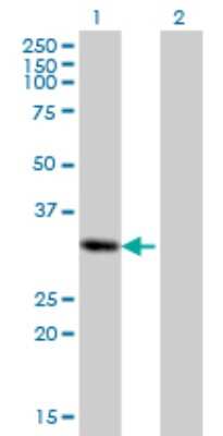 Western Blot: PRRX2 Antibody (4C9) [H00051450-M01]