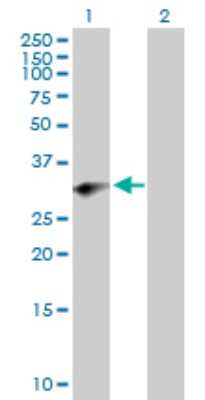 Western Blot: PRRX2 Antibody [H00051450-B01P]