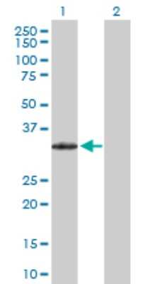 Western Blot: PRRX2 Antibody [H00051450-D01P]