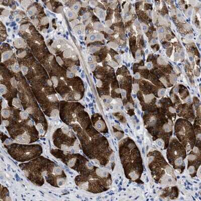 Immunohistochemistry-Paraffin: PRSS16 Antibody [NBP1-90649]