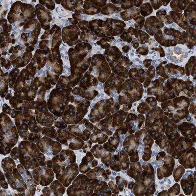 Immunohistochemistry-Paraffin: PRSS16 Antibody [NBP1-90649]