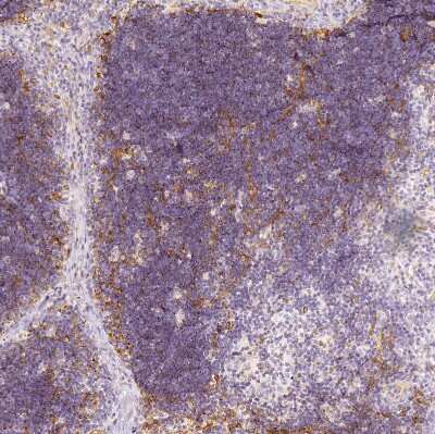 Immunohistochemistry-Paraffin: PRSS16 Antibody [NBP1-90649]