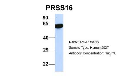 Western Blot: PRSS16 Antibody [NBP1-91559]