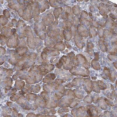 Immunohistochemistry: PRSS35 Antibody [NBP2-32646]