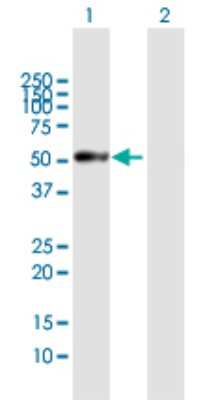 Western Blot: PRSS35 Antibody [H00167681-B01P]