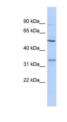 Western Blot: PRSS35 Antibody [NBP1-58042]