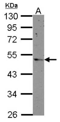 Western Blot: PRSS35 Antibody [NBP2-19970]