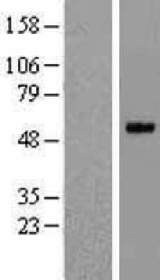 Western Blot: PRSS35 Overexpression Lysate [NBL1-14848]