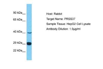 Western Blot: PRSS37 Antibody [NBP2-83426]