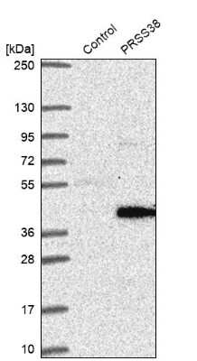 Western Blot: PRSS38 Antibody [NBP1-93453]