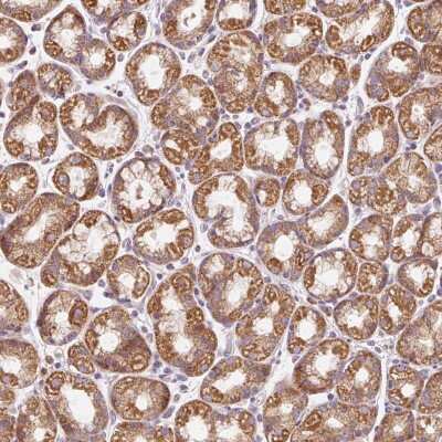 Immunohistochemistry: PRSS48 Antibody [NBP2-49099]