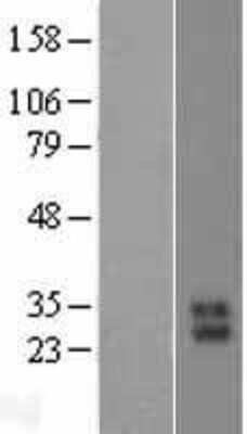 Western Blot: Kallikrein 10 Overexpression Lysate [NBL1-12344]