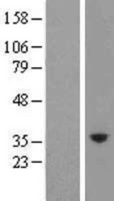 Western Blot: Kallikrein 10 Overexpression Lysate [NBL1-12345]