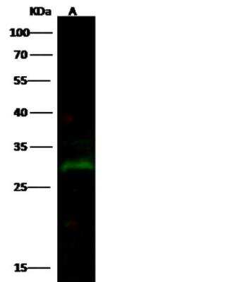 Western Blot: PRTFDC1 Antibody (07) [NBP3-06514]