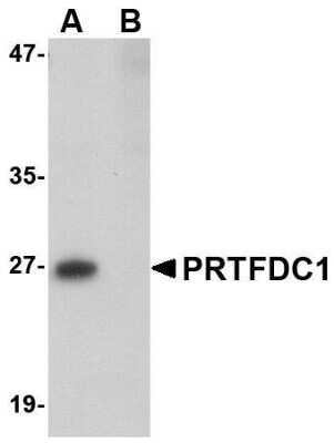 Western Blot: PRTFDC1 AntibodyBSA Free [NBP1-76358]