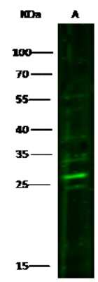 Western Blot: PRTFDC1 Antibody [NBP3-00245]