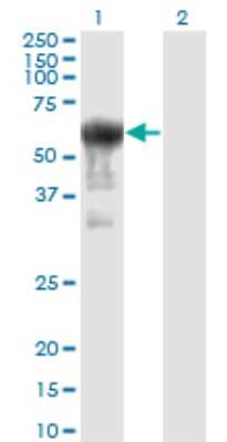 Western Blot: PRUNE Antibody (1C11) [H00058497-M01]