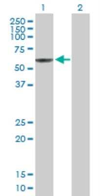 Western Blot: PRUNE Antibody [H00058497-B01P]